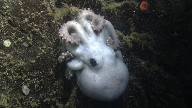 Источник: Monterey Bay Aquarium