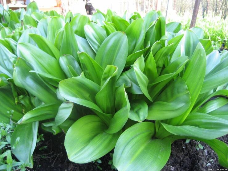 Ранней весной пышной розеткой вырастают сочные, зеленые листья.


