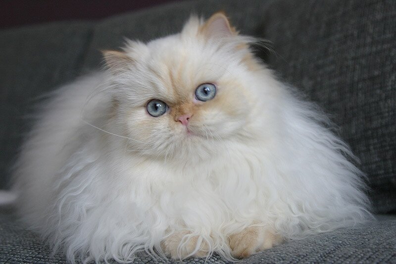 Персидка "классическая"