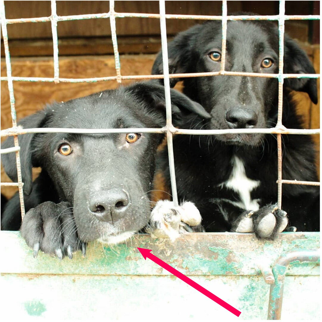 Близнецы Далила и Ной