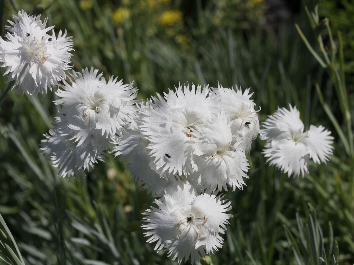 Гвоздика перистая Dianthus plumarius