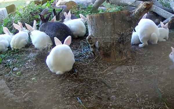 Уход за декоративными кроликами. | Ветеринарная аптека Добропесик