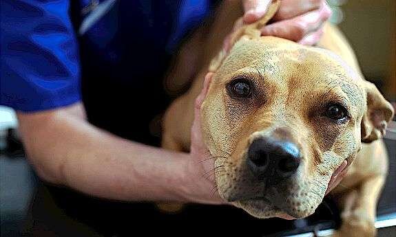 Отодектоз у собаки