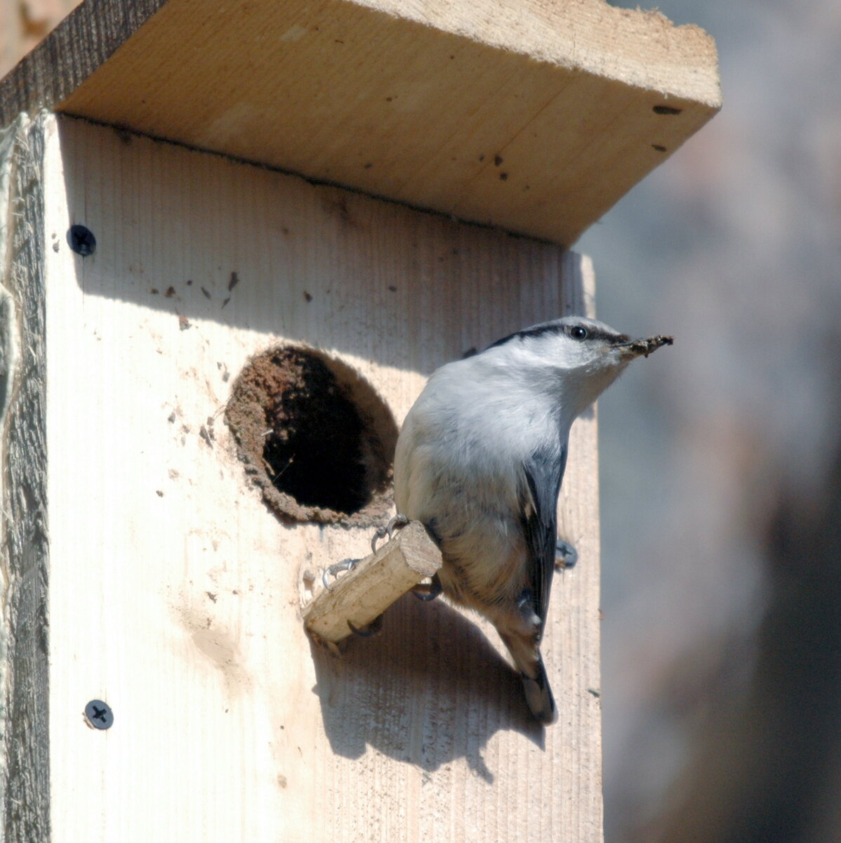 Мотя за работой. Фото автора