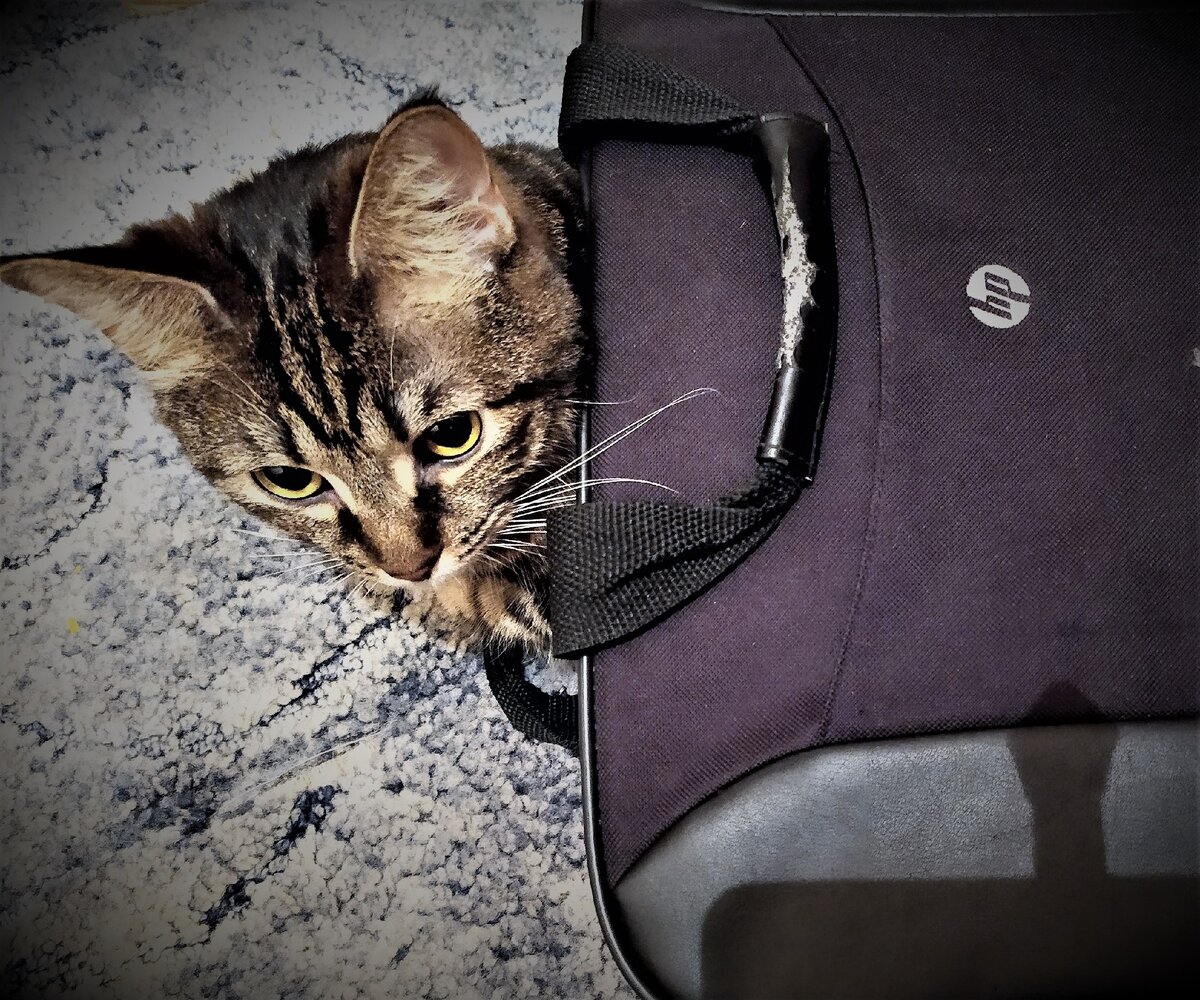 IMG_20201105_013413 Фото из личного архива. Маркиза заняла сумку ноута. 