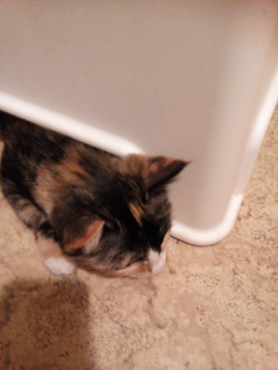 Это Лапка под стулом. Она что то выжидает!