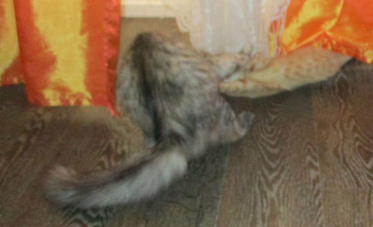 Через секунду после предыдущего фото. Дружеская потасовка - обычное утреннее котошоу.