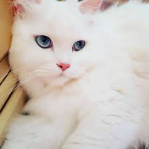 Ни пятнышка: 15+ красивых пород белых кошек - Мир Кошек [Кошки cats]