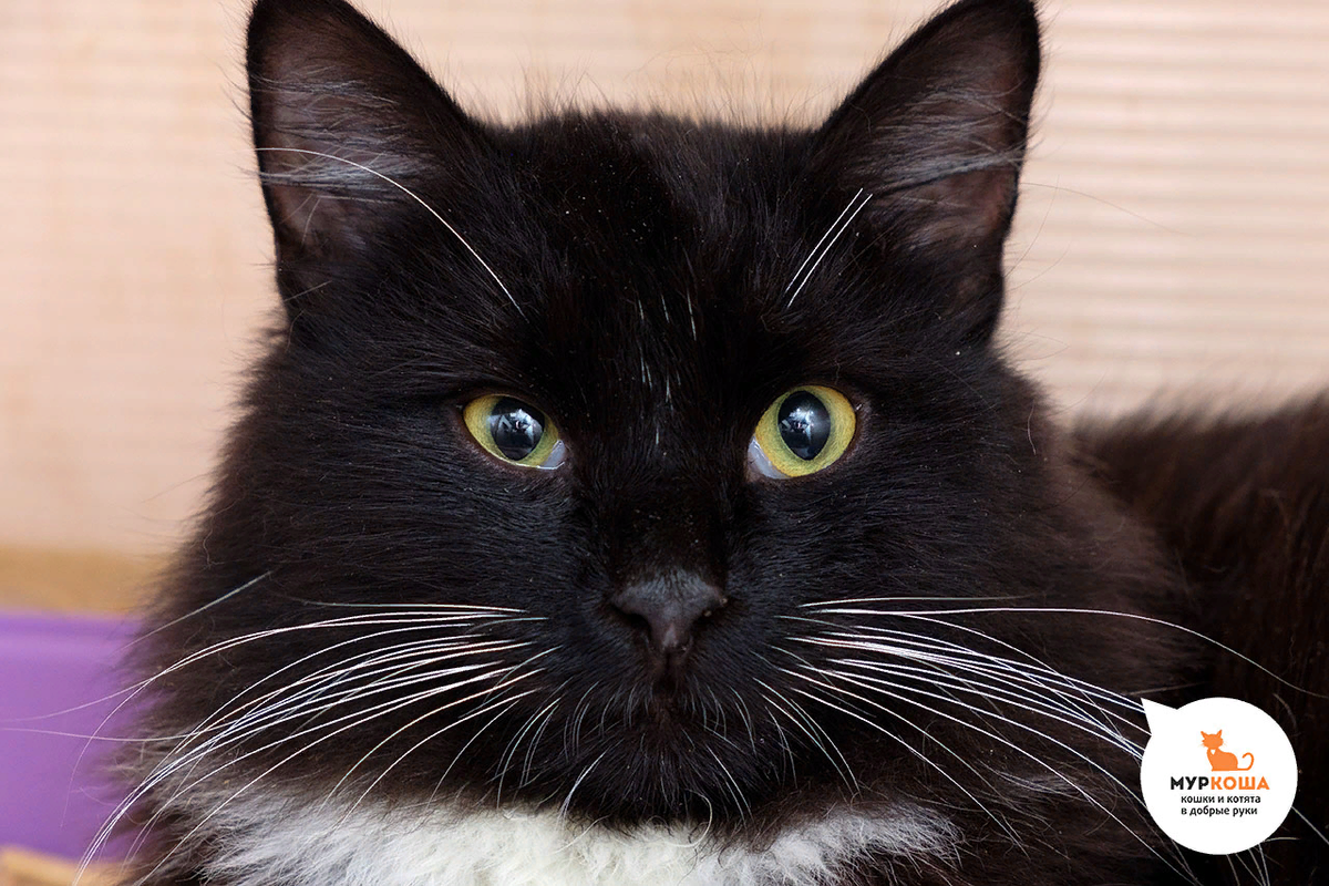 Дунай, 1 год