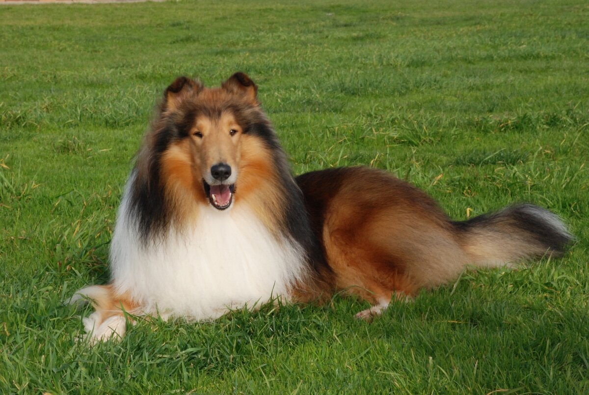 Хорошая Колли