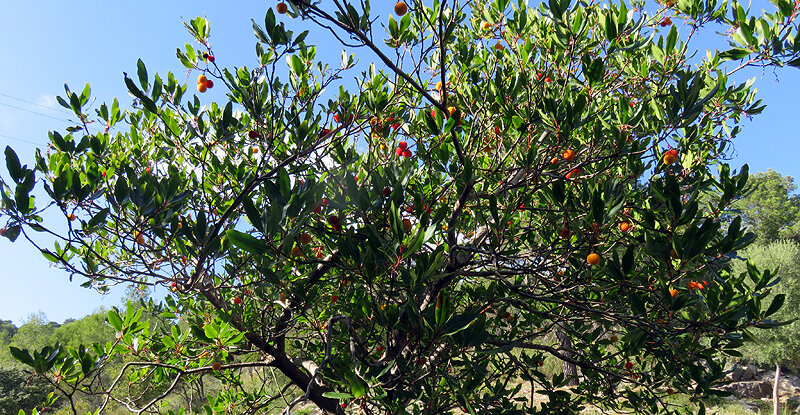 Конец апреля, а апельсины уже созрели