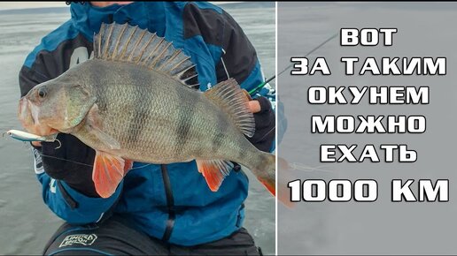 Вот за таким ОКУНЕМ можно ехать 1000км! / Куйбышевское водохранилище!