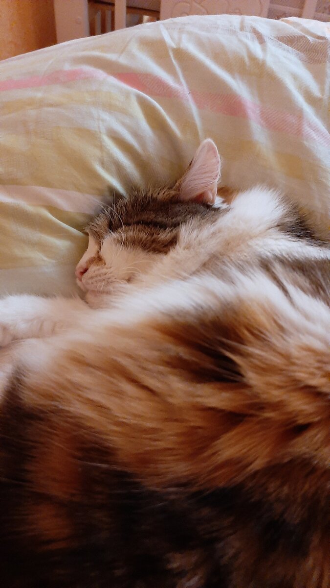 Сегодня я, пожалуй, посплю.