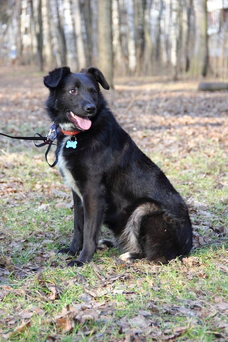 На Бьюике был адресник, куда он исчез не известно, нашли уже без ошейника и адресника