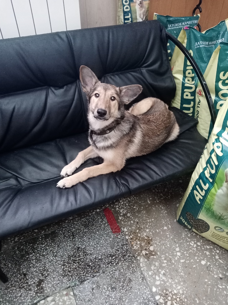 Красотка Чара. 