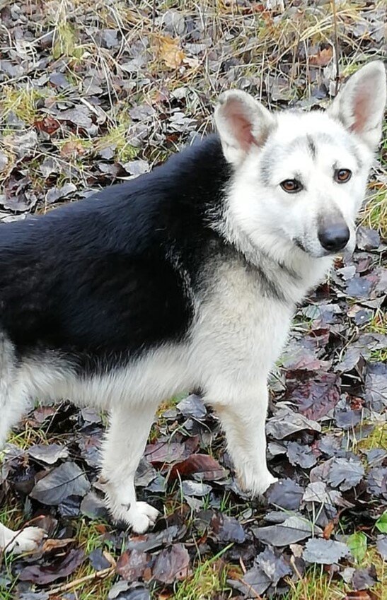 Этот пес пришел неизвестно откуда и стал отцом семейства.