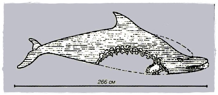 Повреждения на дельфине. Реконструкция по иллюстрациям из открытых источников.Укушенный дельфин. Коллаж с использованием иллюстраций из открытых источников