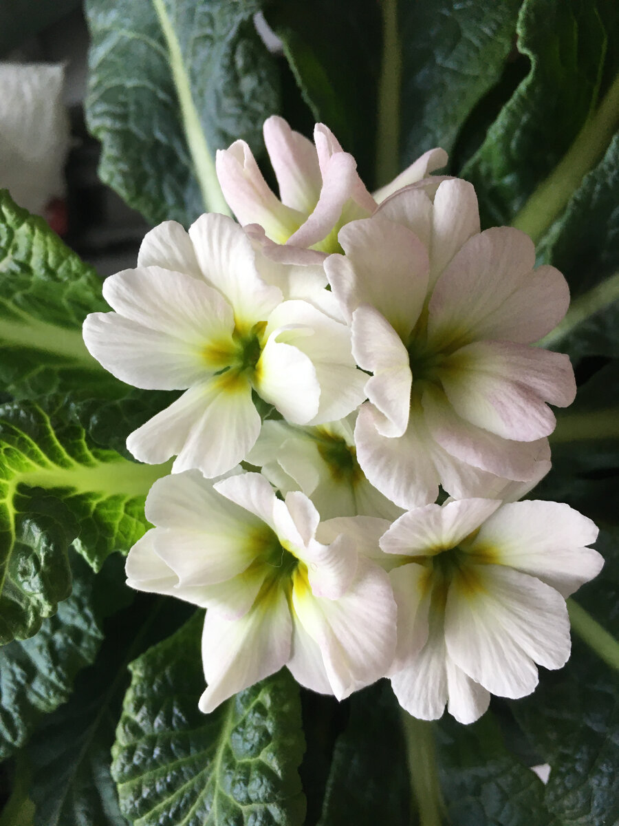 Осеннее цветение примулы