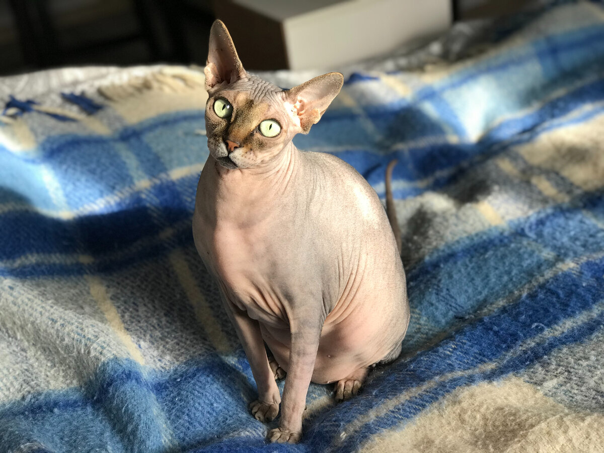 Канадский Сфинкс. 5 лет