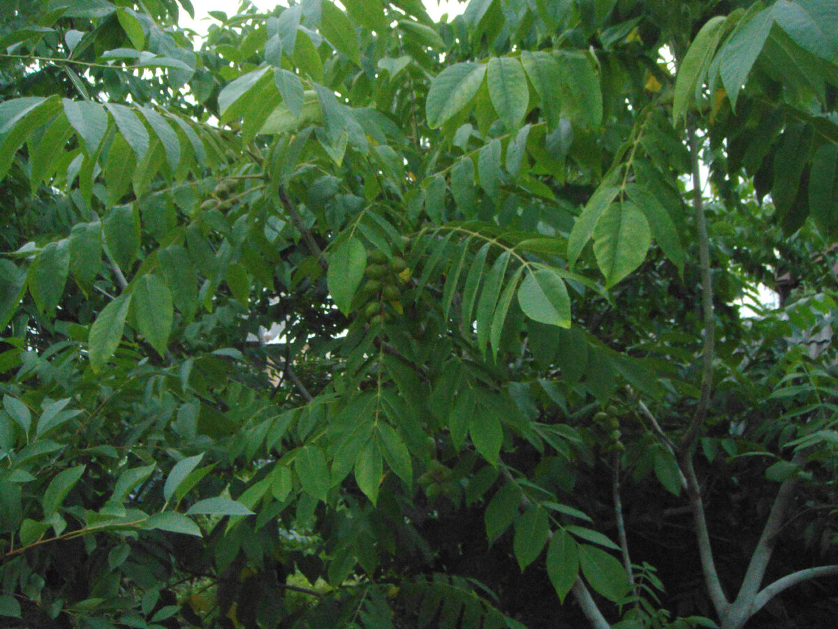 (орех сердцевидный)