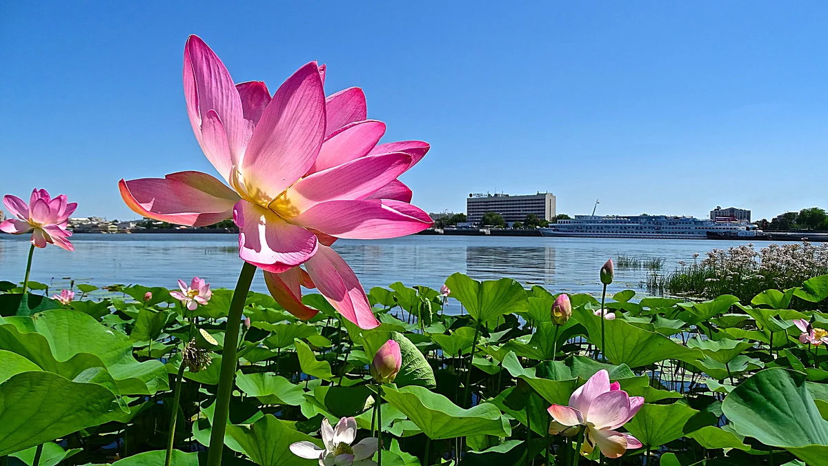 Цветок Будды.Лотос в Астрахани.