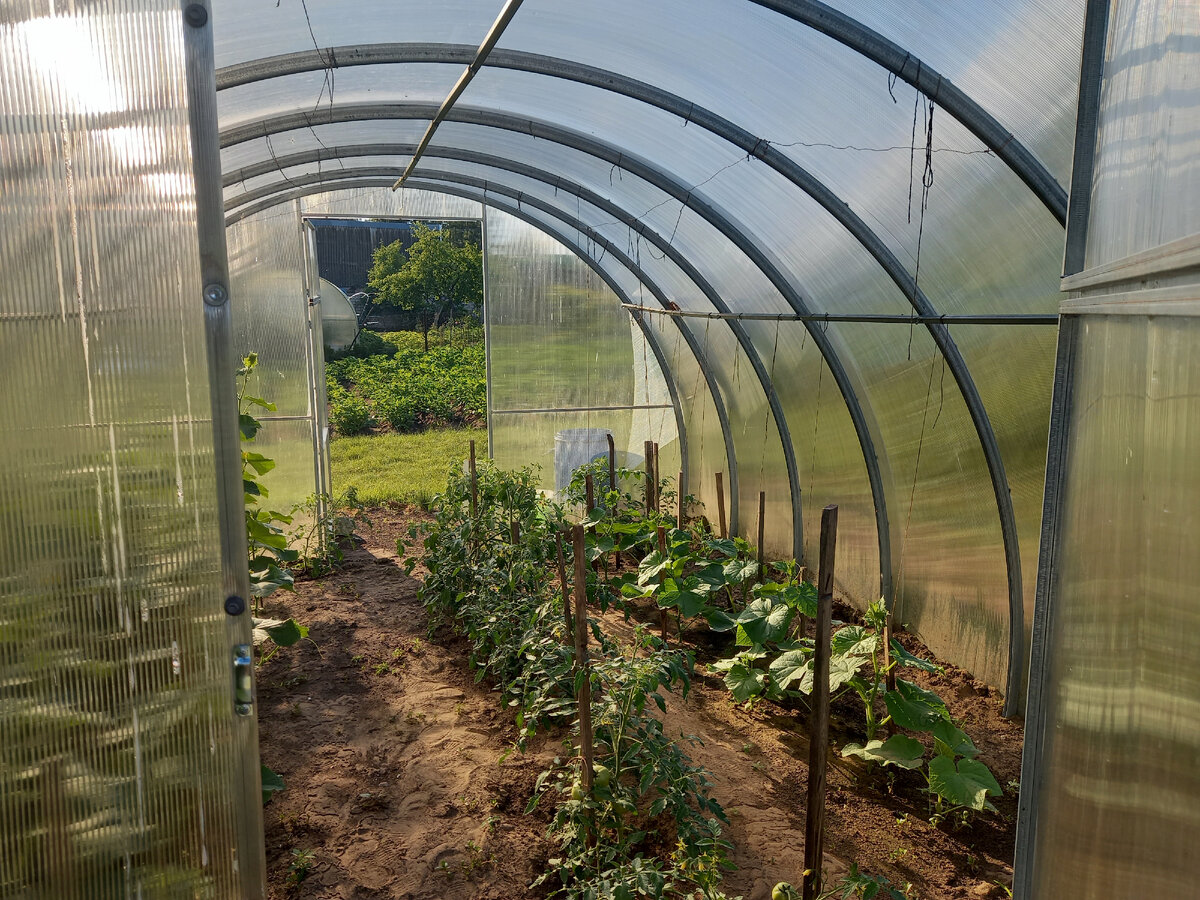 Это одна теплица. Здесь помидоры и огурцы 