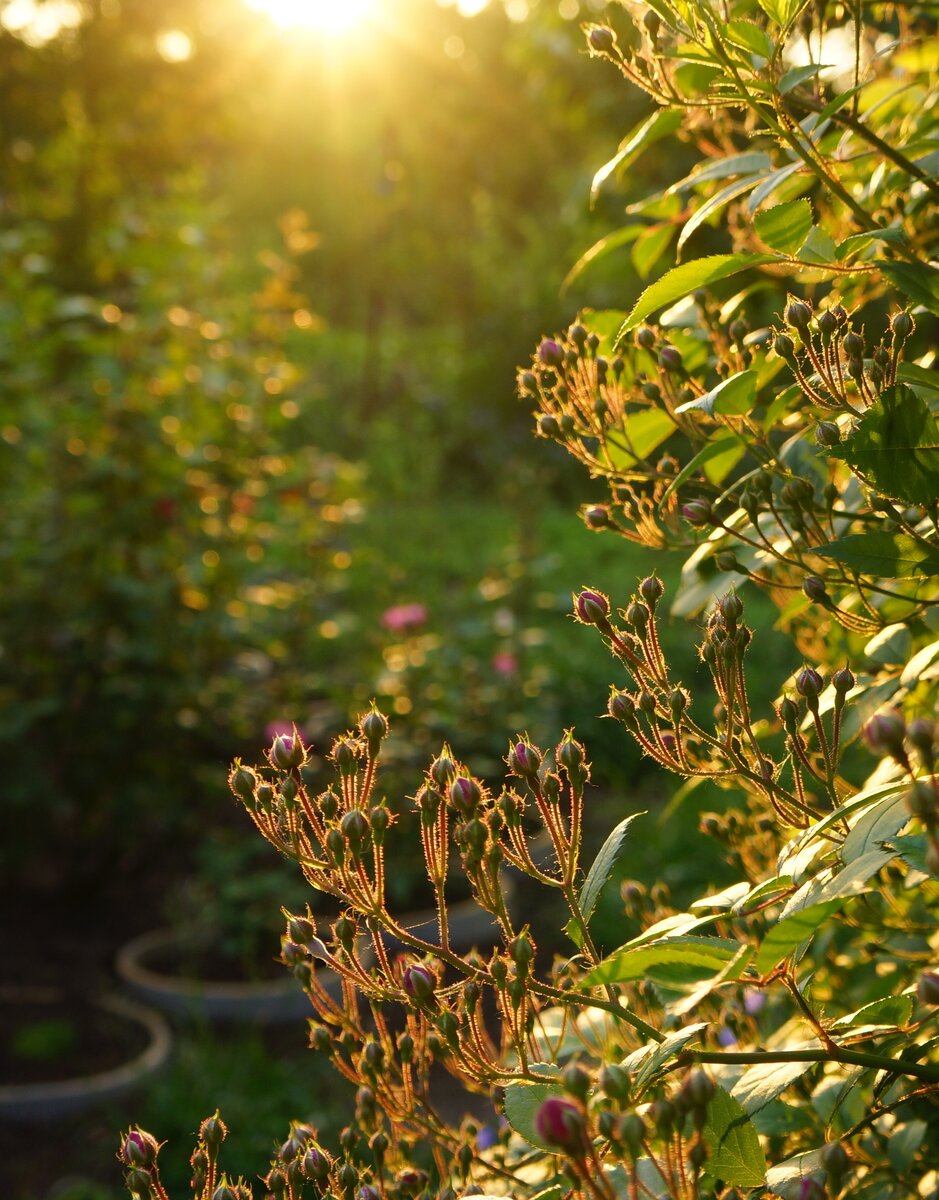 Солнечное утро 2 июня 2021г. Время 07:00