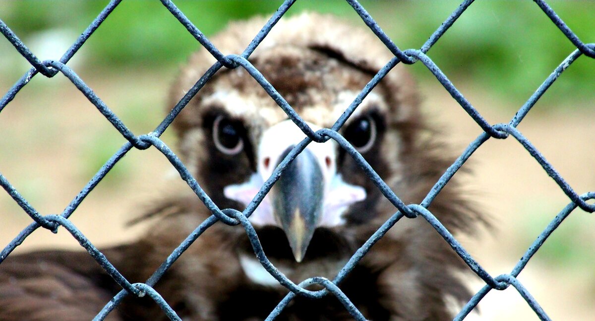 Долетался...