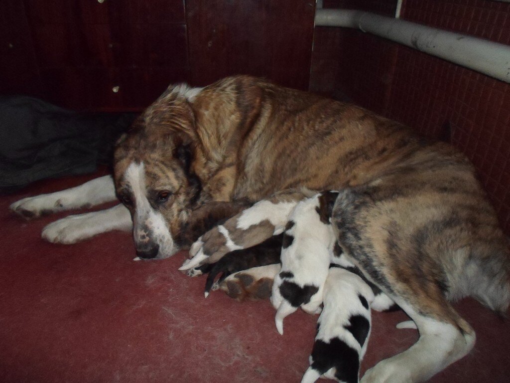 КВ Линда с щенками 