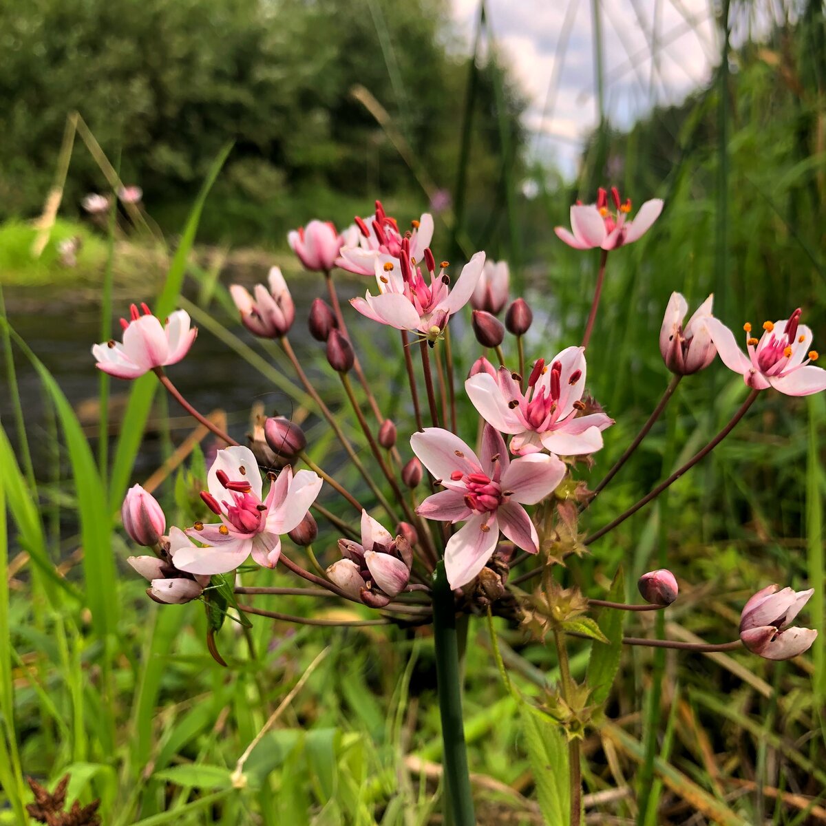 Они прекрасны 