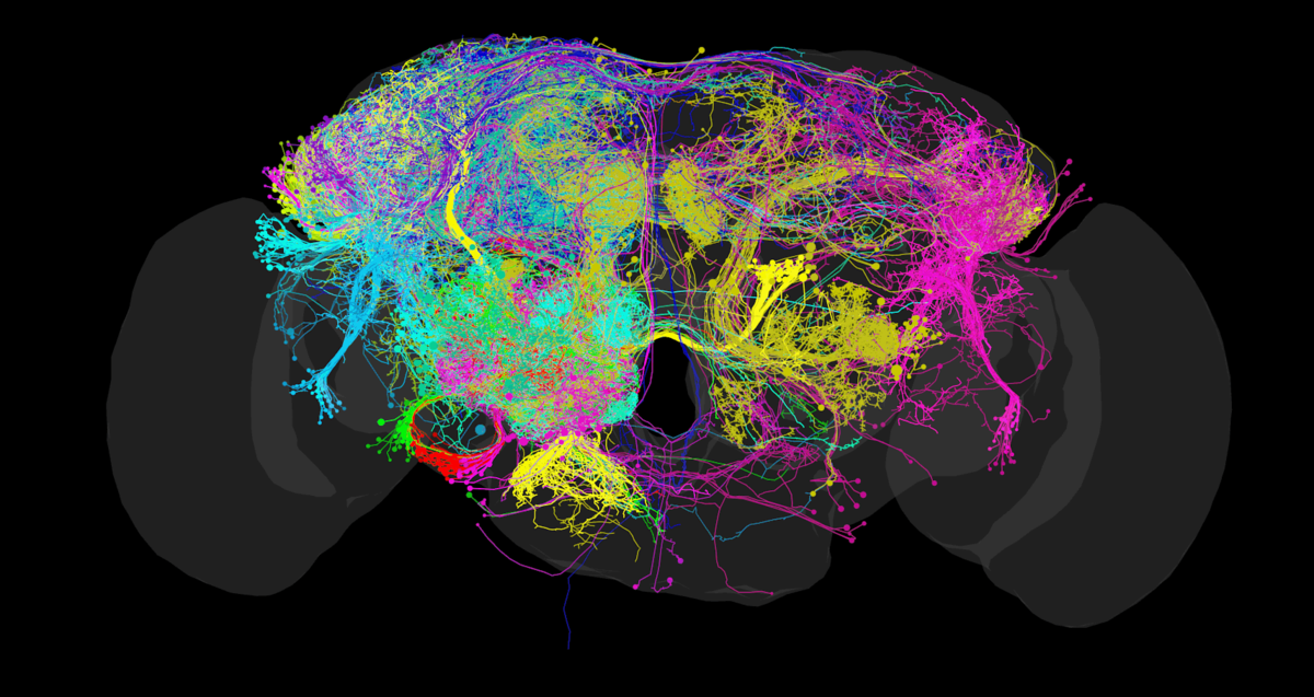 Нейросеть fusionbrain ai. Коннектом. Коннектом мозга. Нейронные связи головного мозга. Функциональный коннектом.