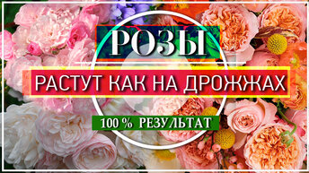 👍 Стоят КОПЕЙКИ, а РАБОТАЮТ на 1 000 000 /РЕАЛЬНО Действующие ПРЕПАРАТЫ / БЮЖЕТНЫЕ, но ЭФФЕКТИВНЫЕ