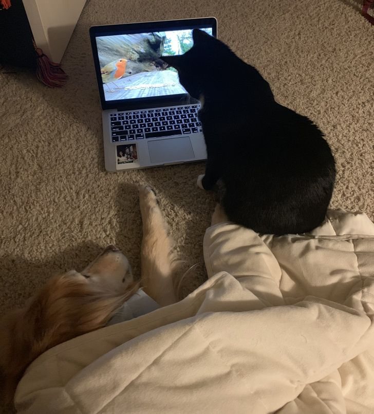 «Я включил канал для животных, чтобы успокоить собаку, которая боится грозы. И моя кошка присоединилась к ней»