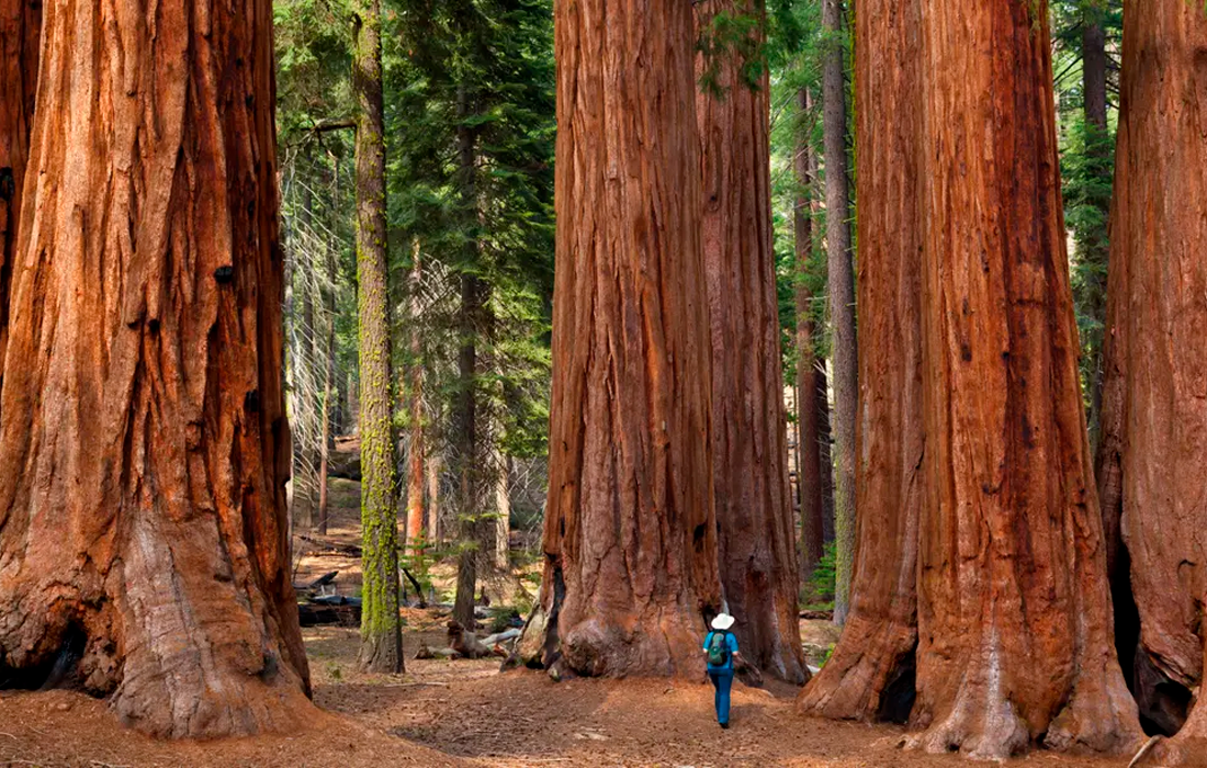 Прогулка среди гигантских деревьев в парке с говорящим названием Sequoia