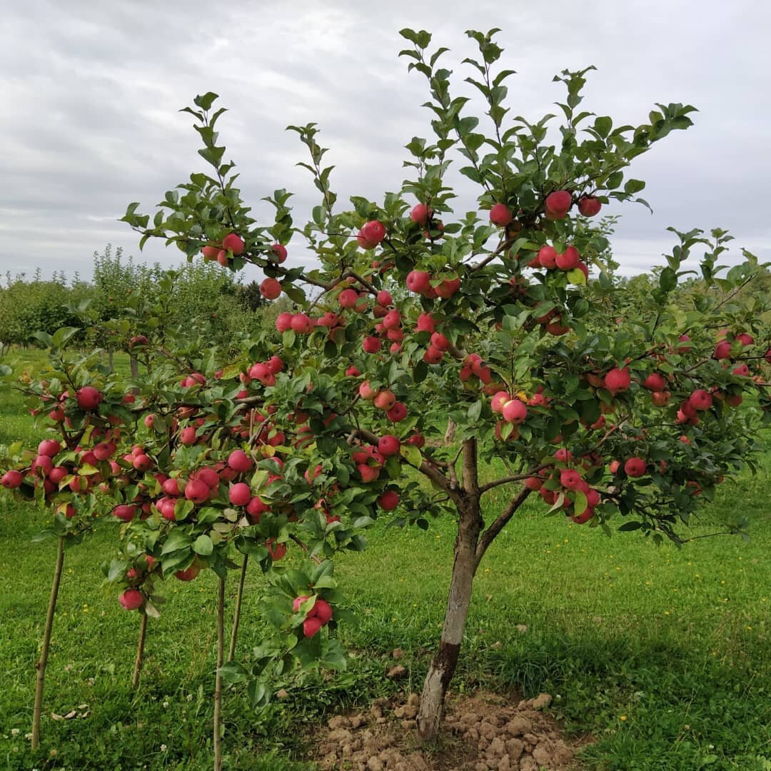 Хороший урожай сложно получить без подкормок. И еще прочитала у агронома Курдюмова, что для того, чтобы яблоня плодоносила каждый год, а не раз в два года, надо делать нормировку. То есть убирать часть яблок еще в самом начал формирования. Тогда и голова не будет болеть, куда деть всё это добро и яблочки каждый год будут. Вот как раз в следующем году у нас будет большой урожай (потому что в этом не было) и я попробую этот способ. Как думаете, получится? Источник фото - https://www.instagram.com/p/CVTD9hPgtfI/