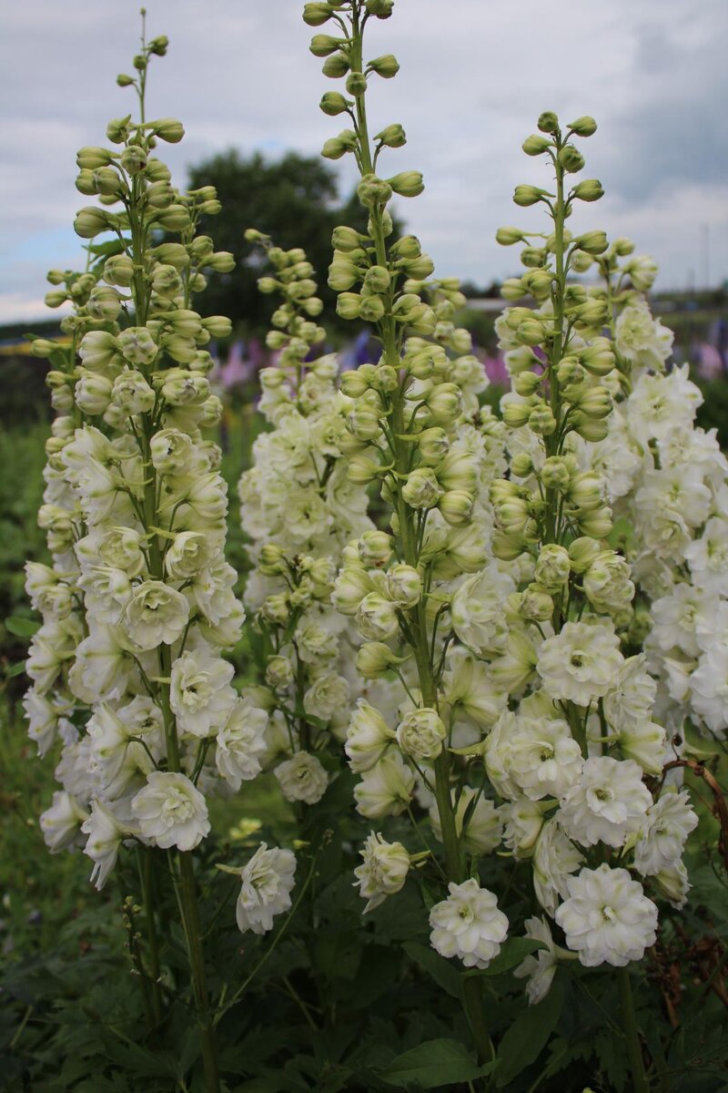 Фото. Дельфиниум сорт «Green twist» f1.