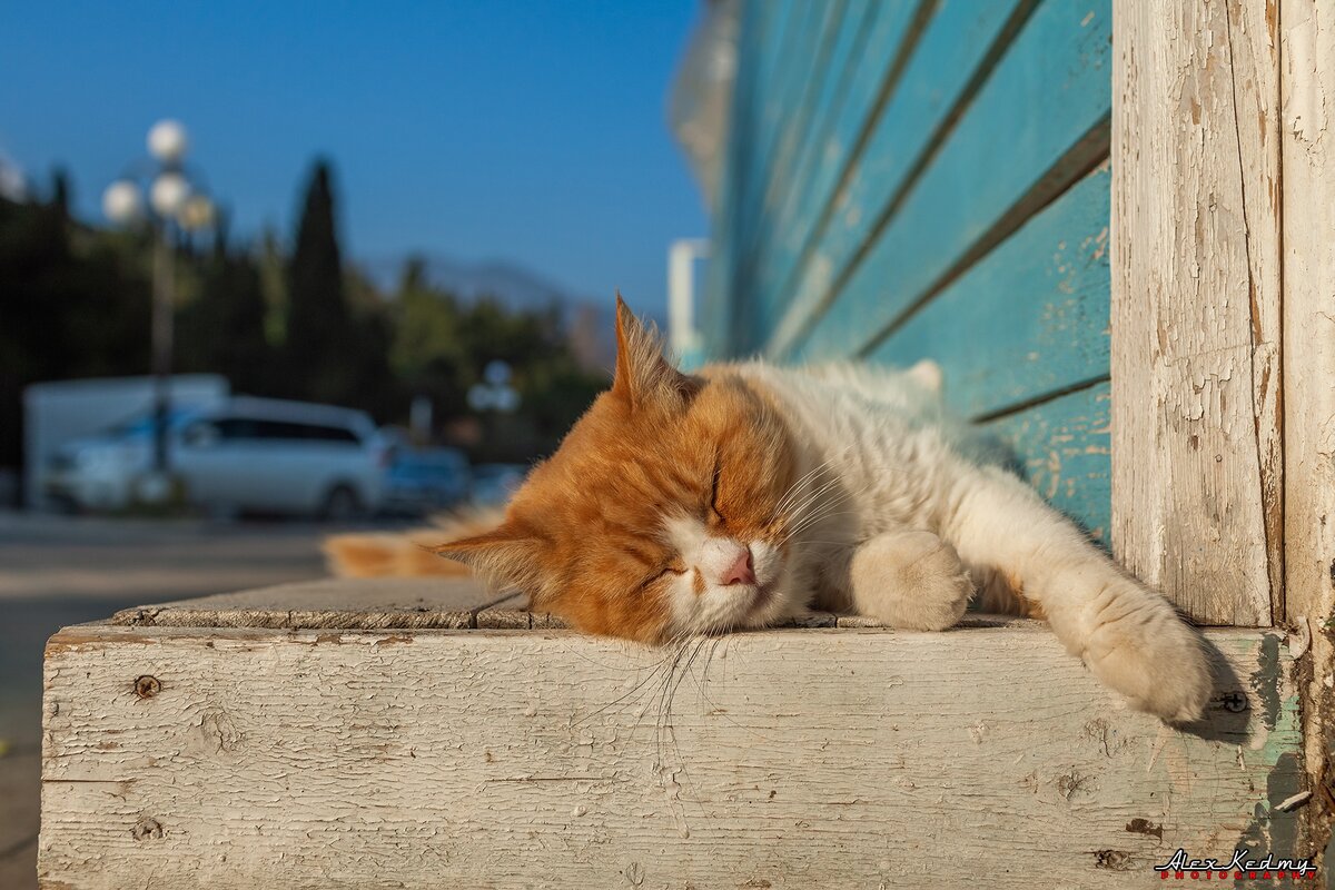 На чиле на расслабоне. Фото Alex Kedmy ©