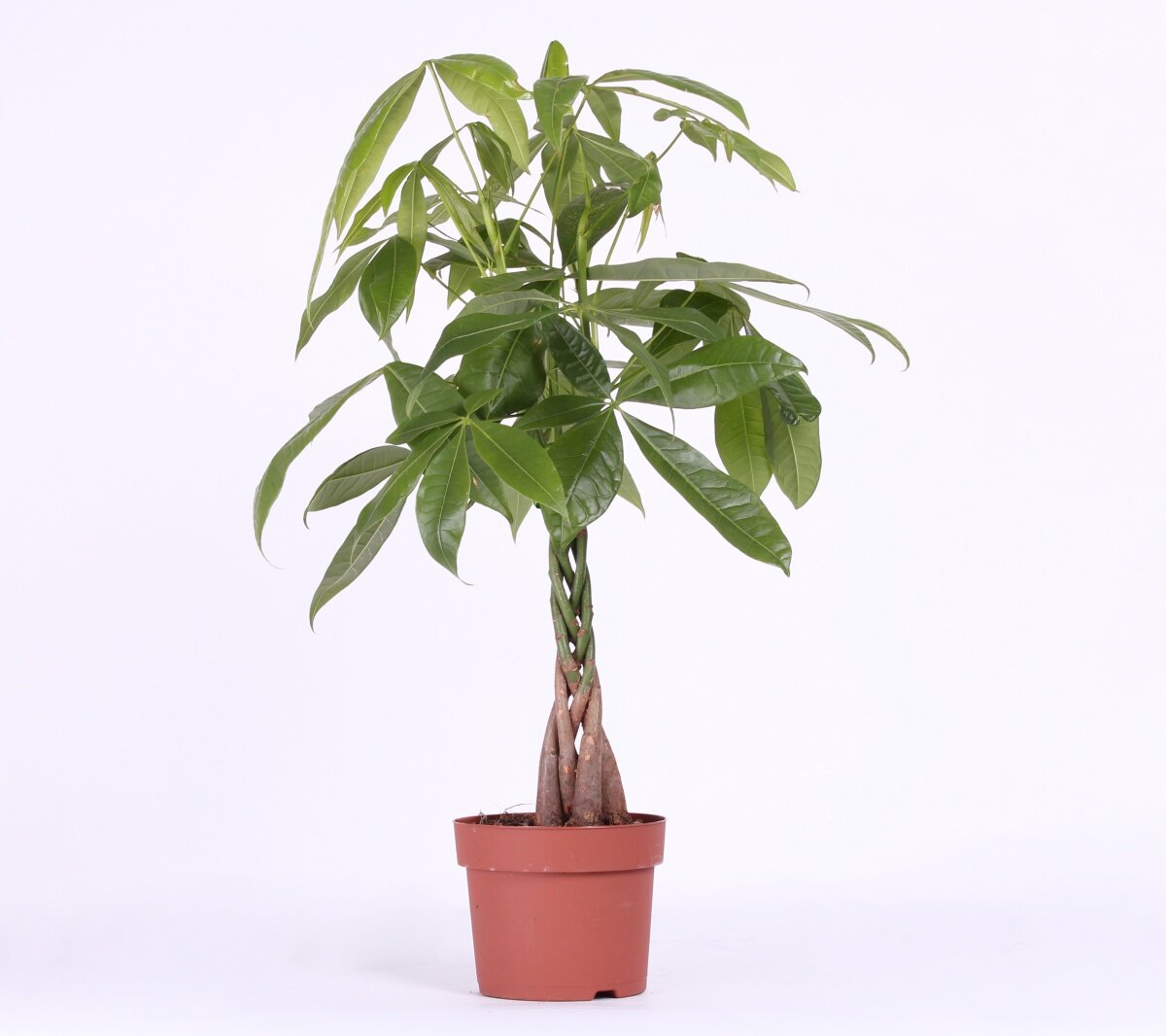 Пахира (с https://pro-orehi.ru/)