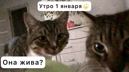 Утро 1 января. Коты будят маманю😂