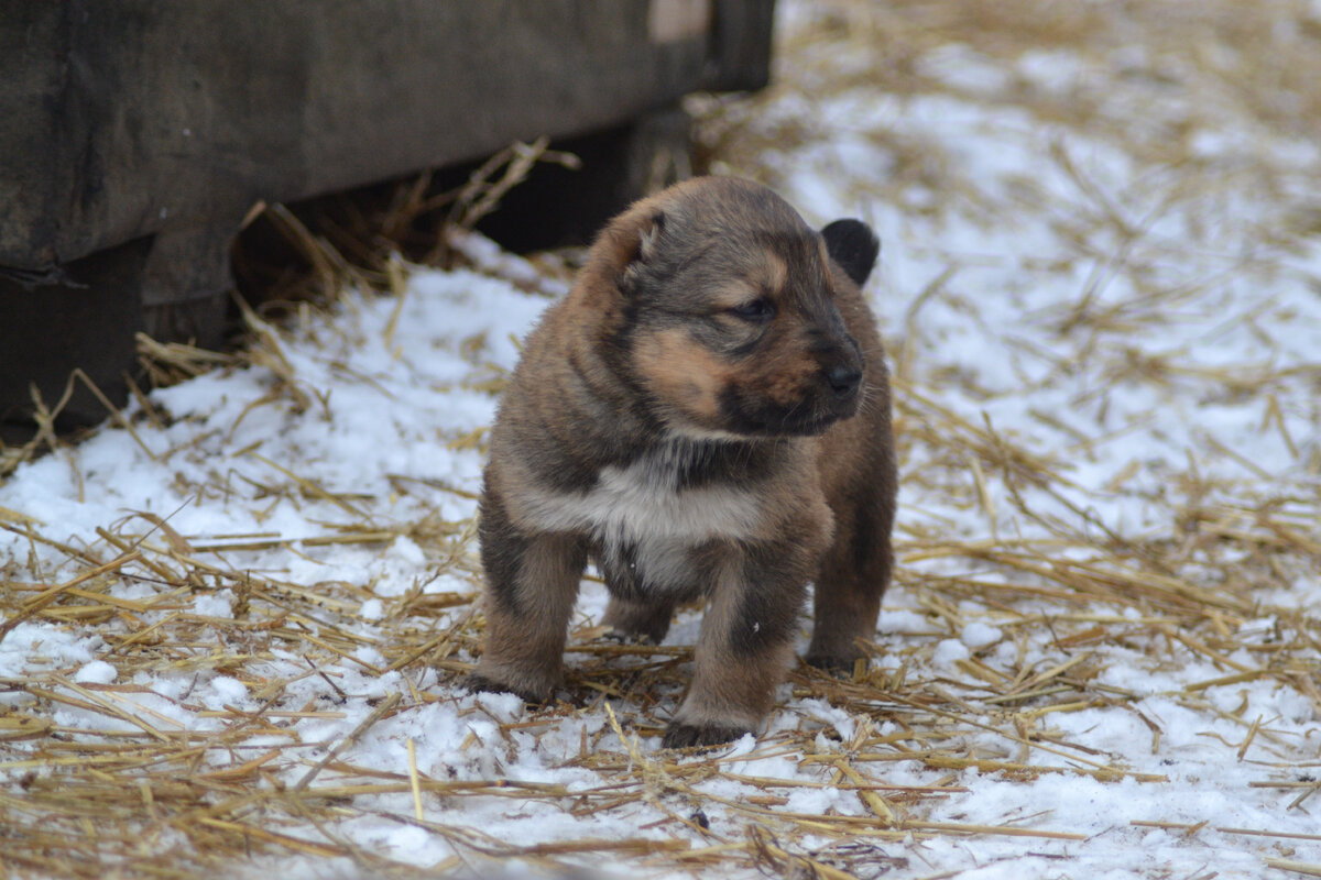 Аврора 3 недели от роду