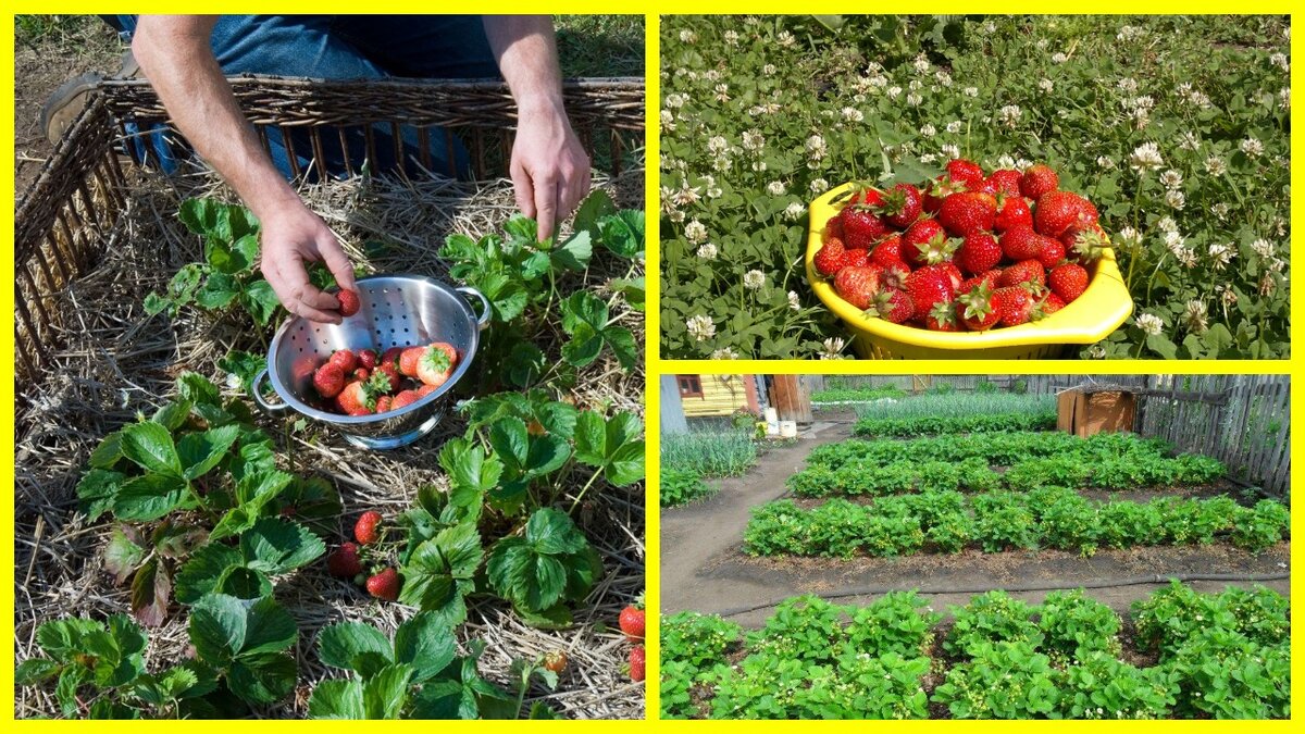 Клубника на участке