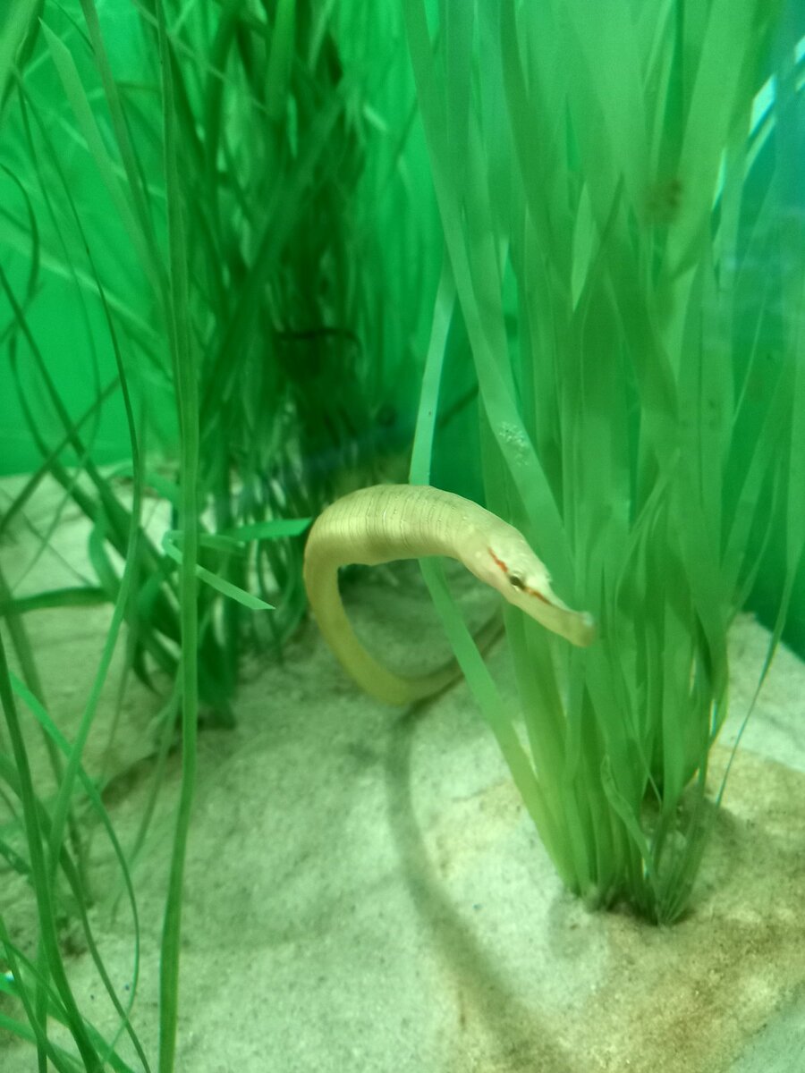 Морской конек