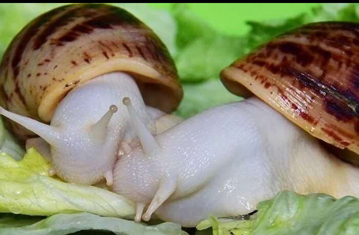 Ахатины домашние