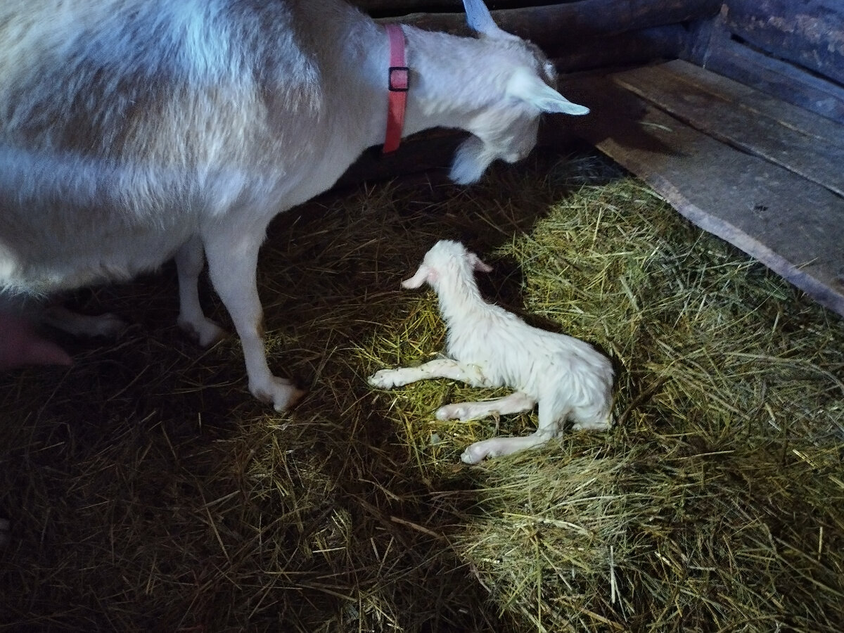Первый, оручий, будет Чук