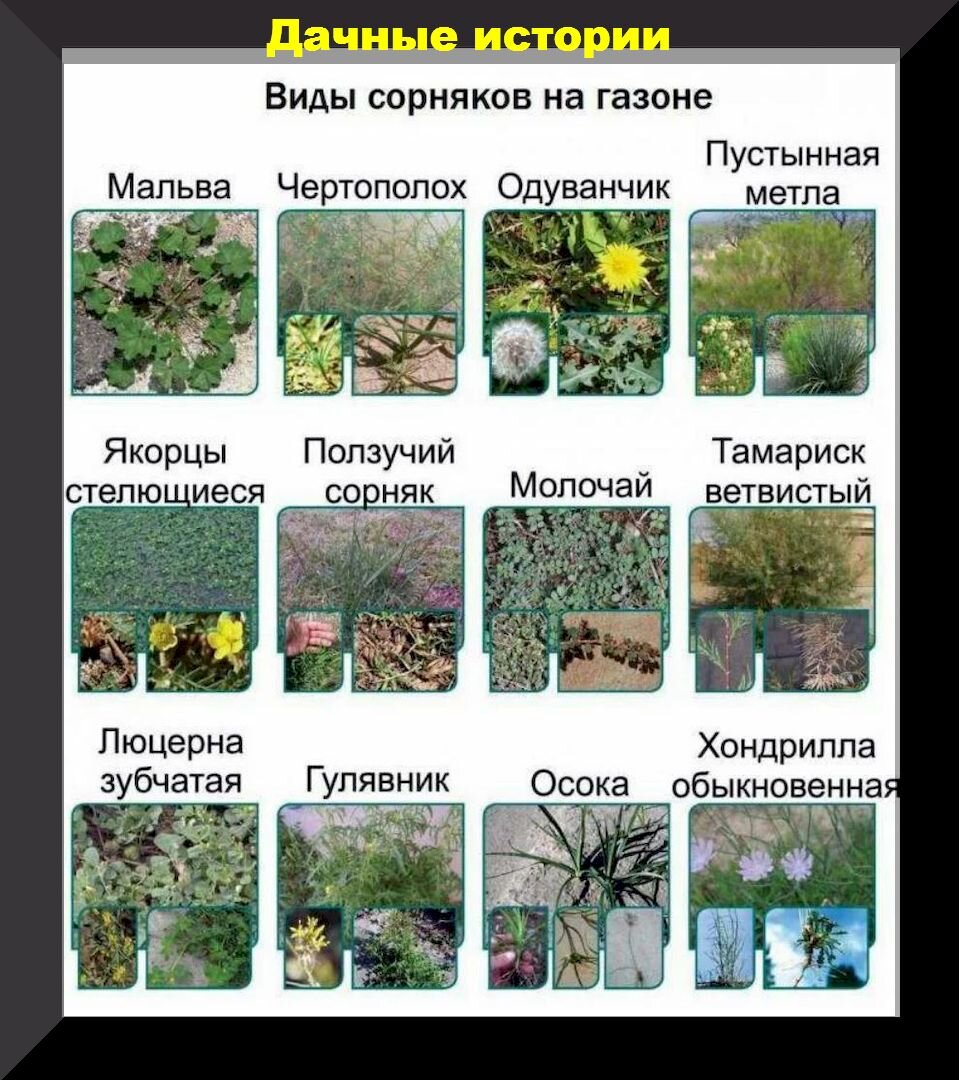 Семена газонной травы КАНАДА ГРИН: цены, состав, виды