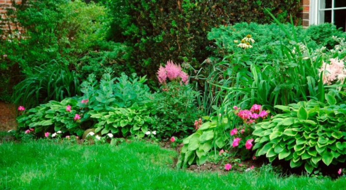 Фотография взята из источника flo.discus-club.ru 