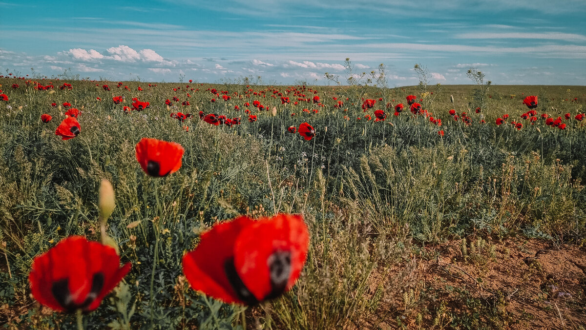 Маки в Астраханской области