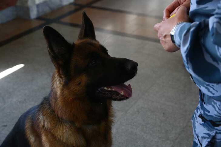    Фото Алексея Танюшина из архива VN.ru