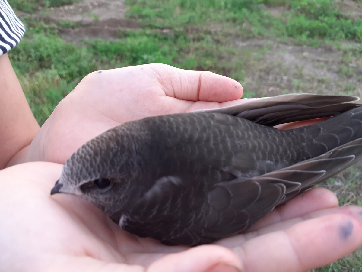 Птенец спокойно сидит на ладони