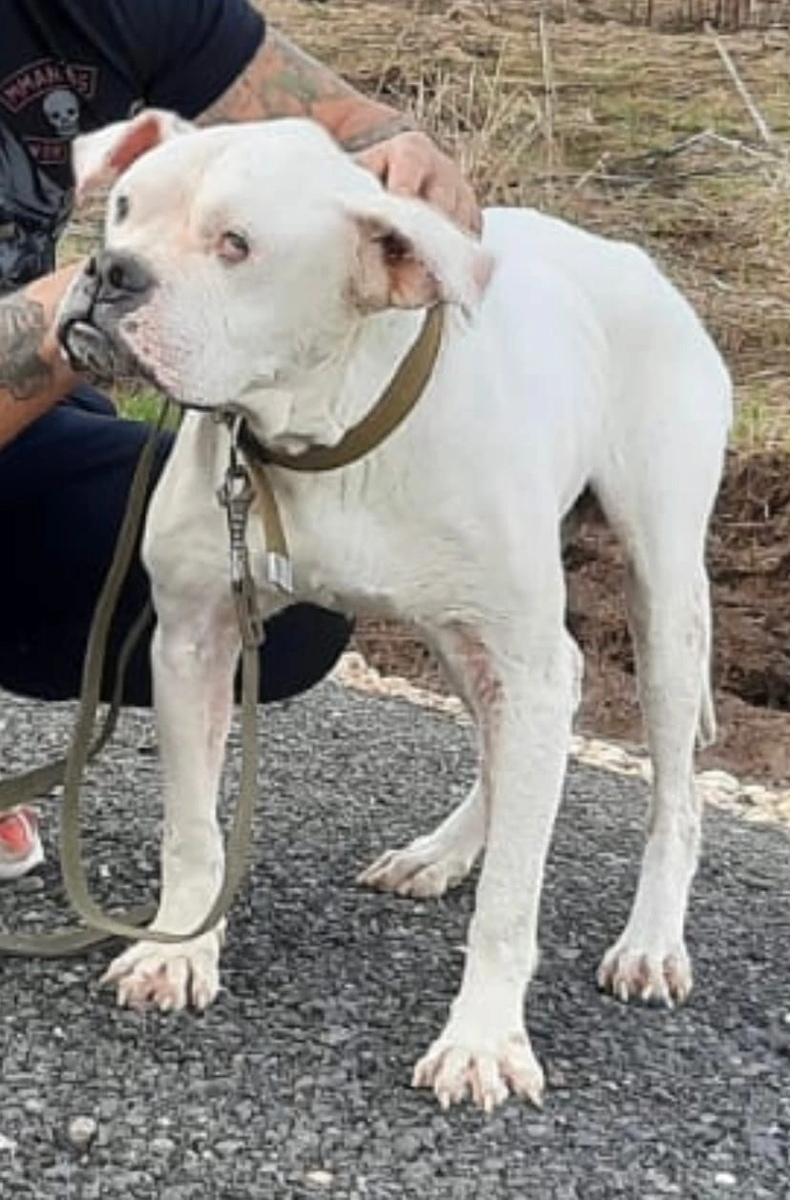 Бим, 2013 г.р. Бегал по улицам в Ялте (Крым), голодал. Собака в ужасном состоянии - истощение, дерматоз, проблемы с глазами. Перенес инсульт. Приехал под опеку команды 23.04.2022 г., живёт на пожизненной домашней передержке. Проходит реабилитацию и лечение. 
#боксерхэлп_Бим

Альбом:https://vk.com/album-209700113_286563984